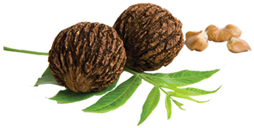 Black Walnuts